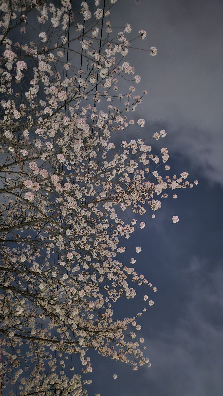 벚꽃속의 붉은 달