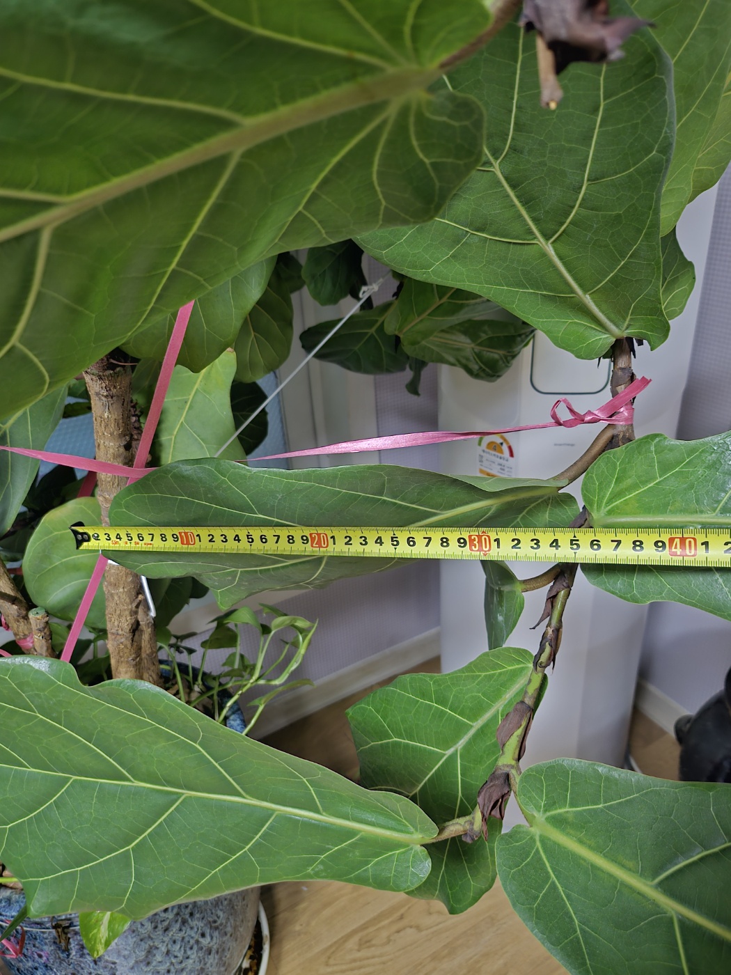 30년 세월 같이한 거실 수목