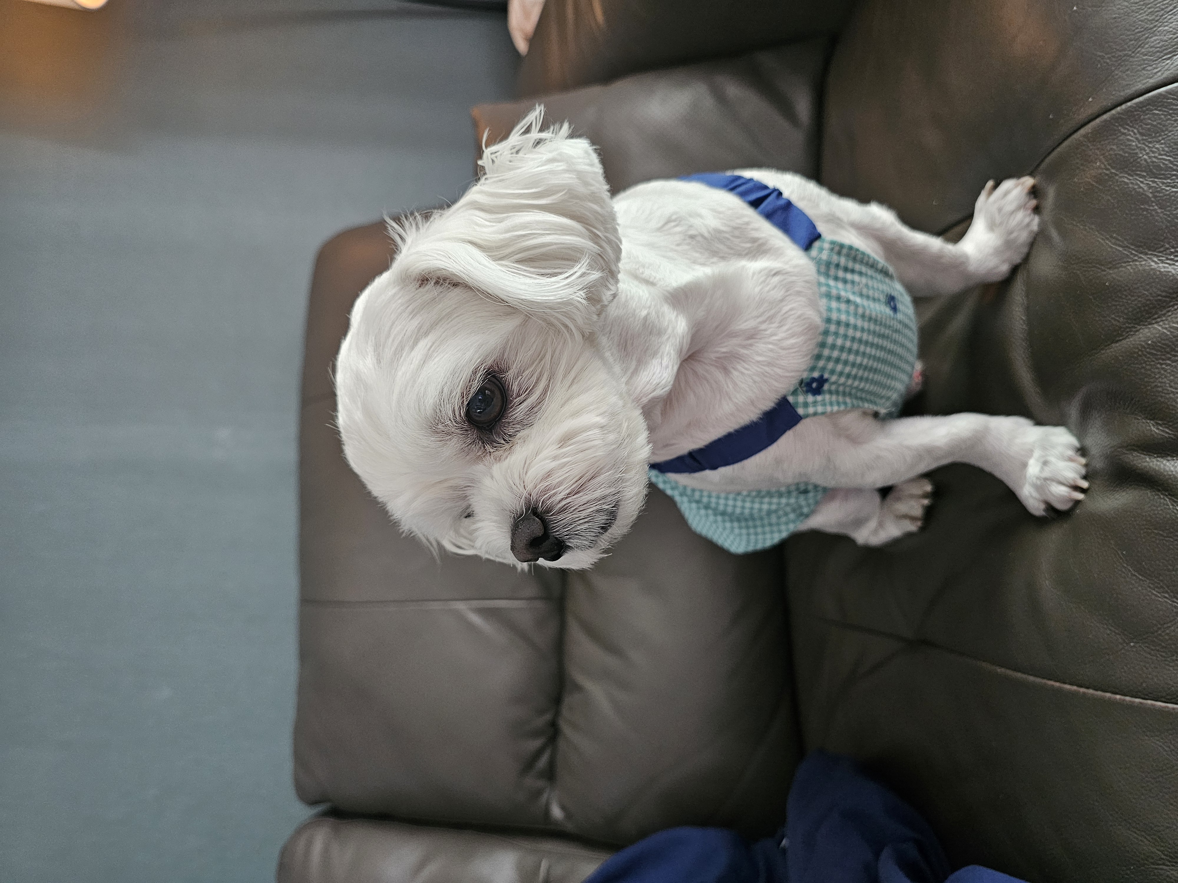 주영숙 반려건(동동이 )