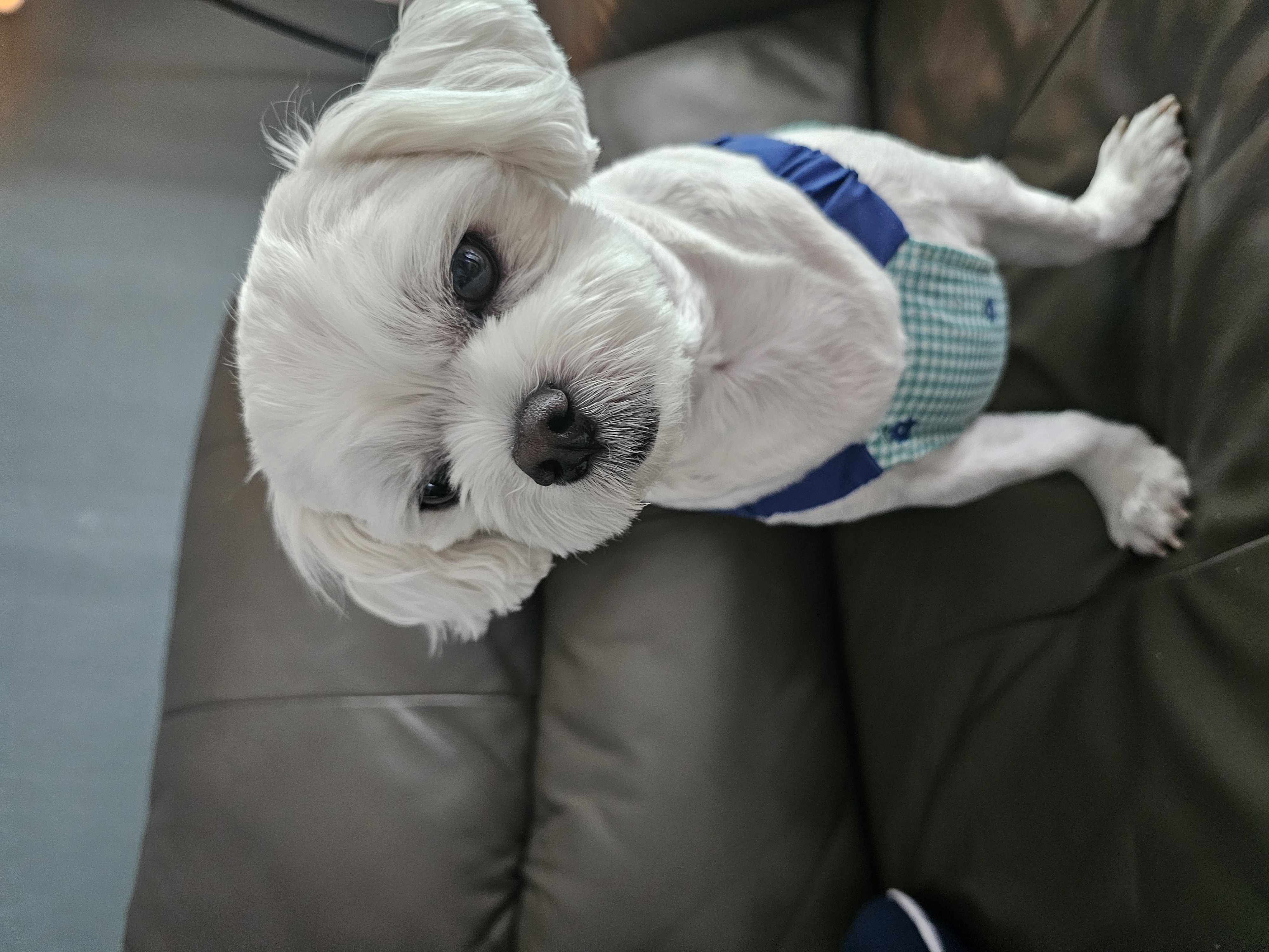 주영숙 반려건(동동이 )