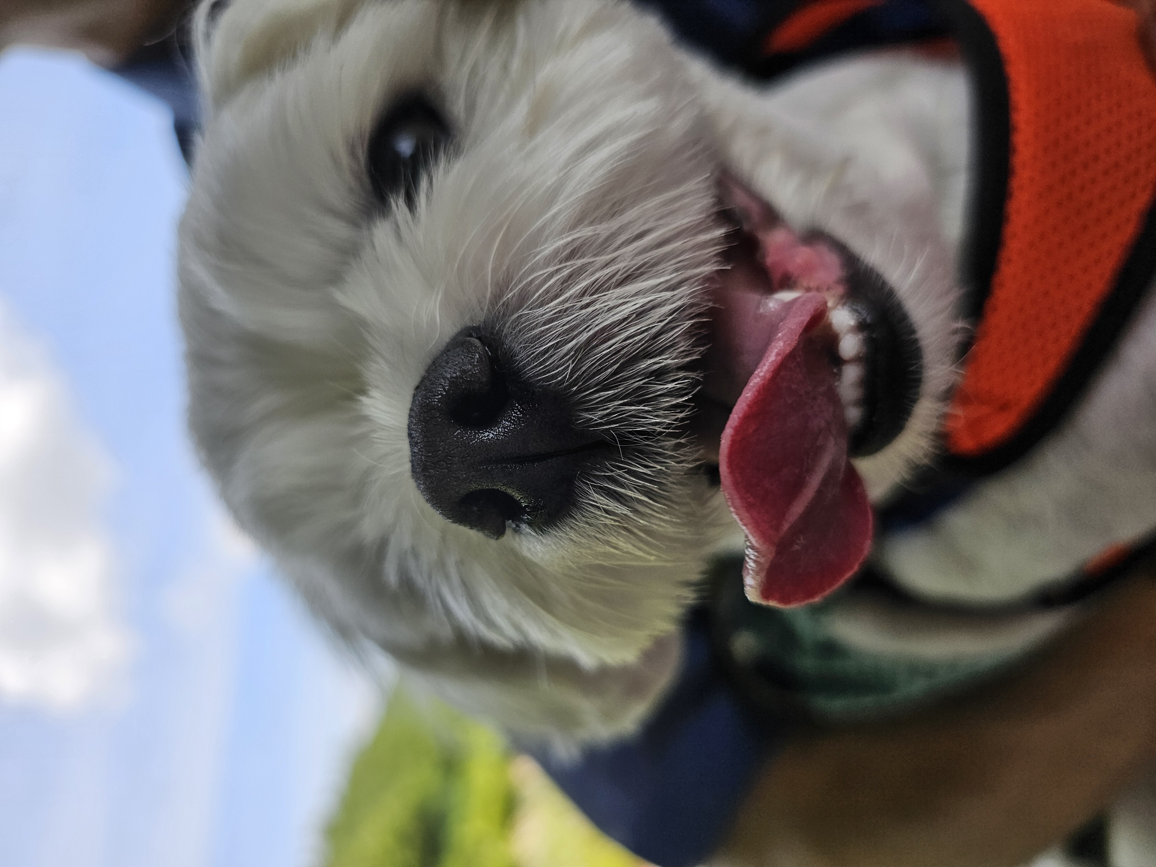 주영숙 반려건(동동이 )