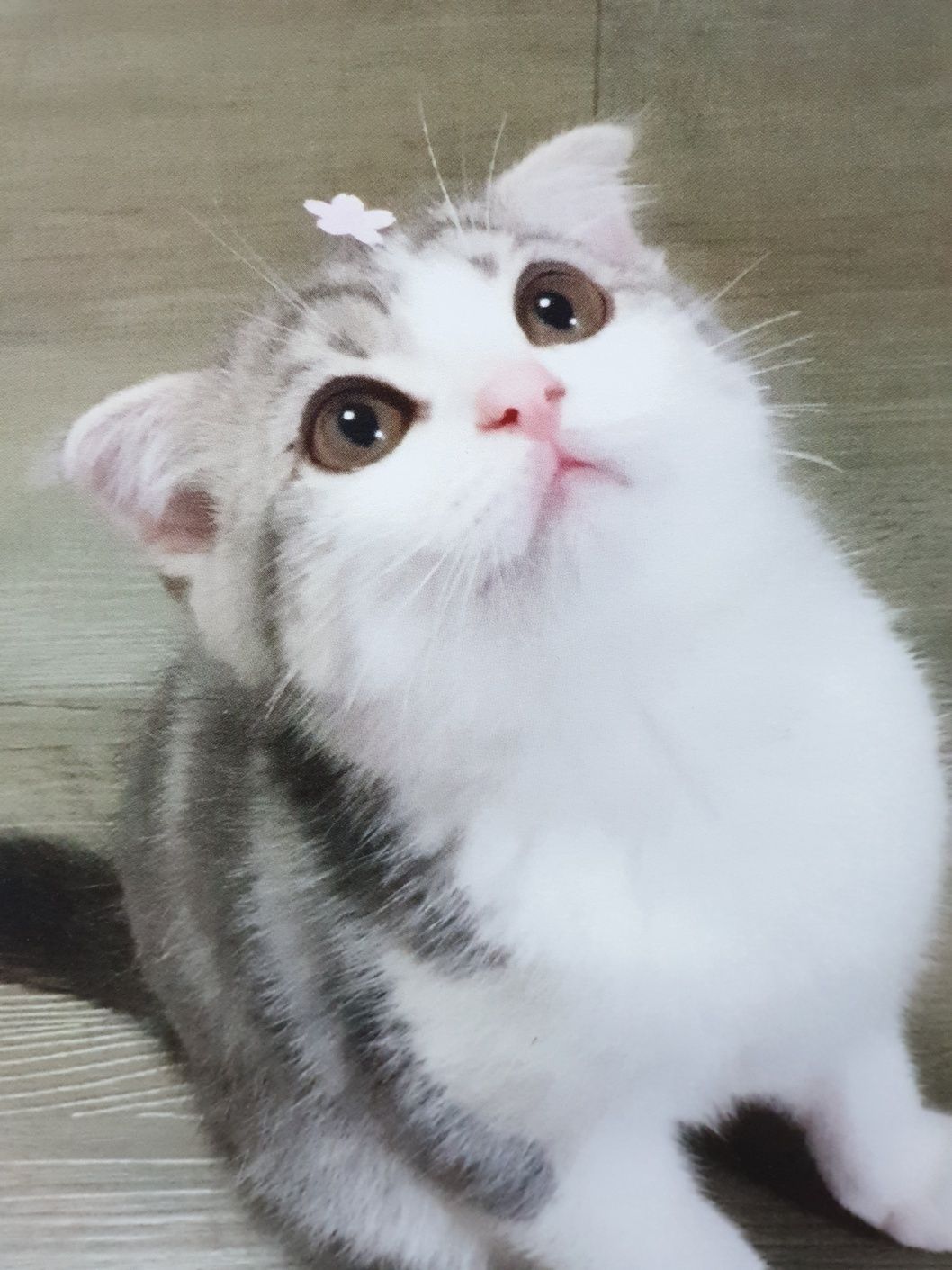 능이
